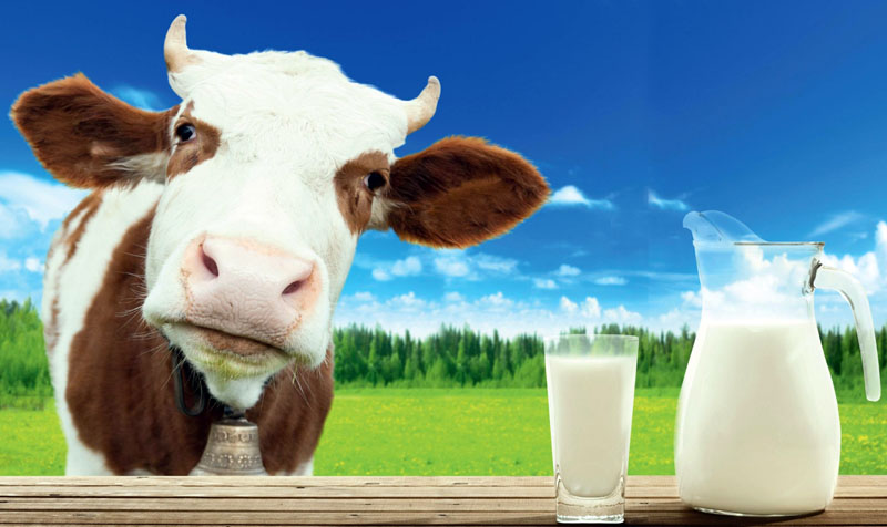 О добровольной маркировке Светофор на молочной продукции