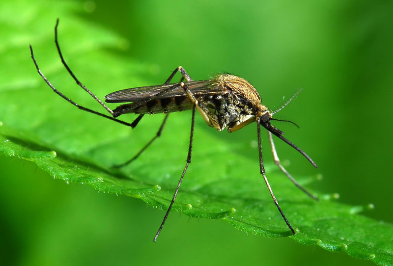 Памятка по профилактике заболеваний, передающихся при укусе комаров, при совершении туристических поездок